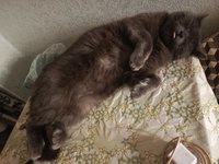 Фото и видео покупателей