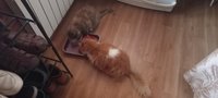Фото и видео покупателей
