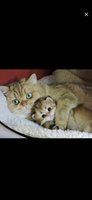 Фото и видео покупателей