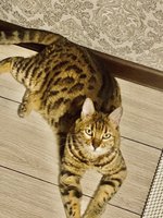 Фото и видео покупателей
