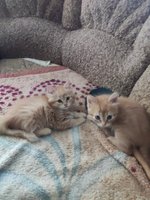 Фото и видео покупателей