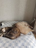 Фото и видео покупателей