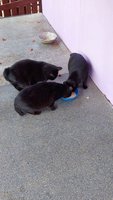 Фото и видео покупателей