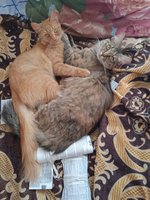 Фото и видео покупателей