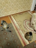 Фото и видео покупателей