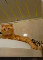 Фото и видео покупателей