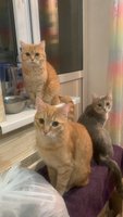 Фото и видео покупателей